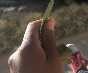 Pachamama grande